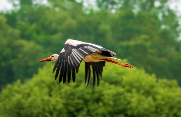 Natuurhuisje in Wedde