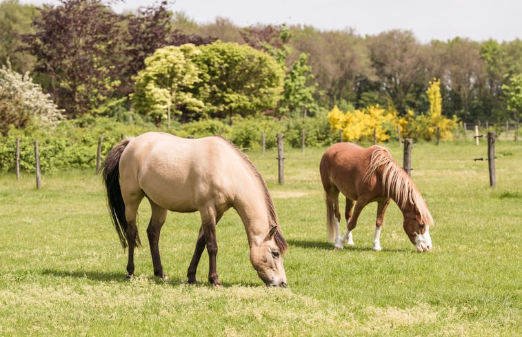 Natuurhuisje in Eersel