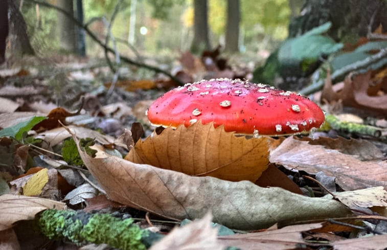 Natuurhuisje in Rekem