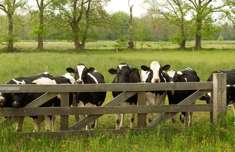 Natuurhuisje in Schoonloo