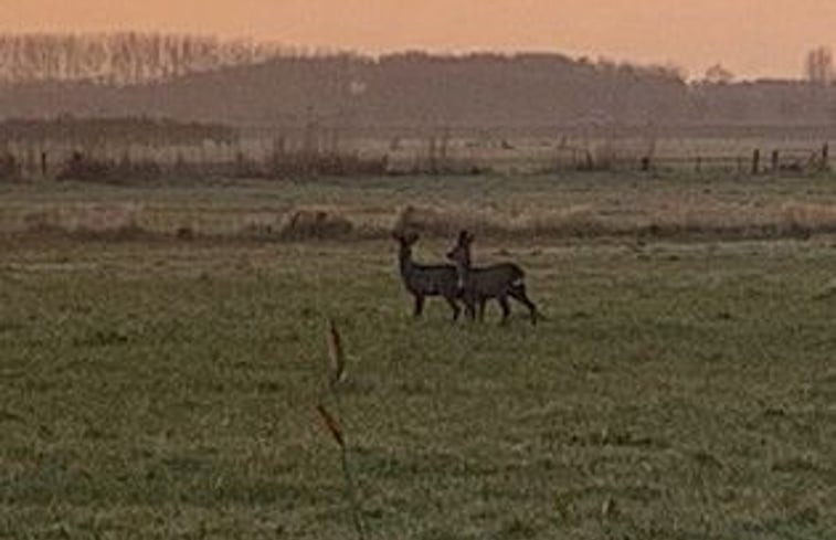 Natuurhuisje in Goedereede