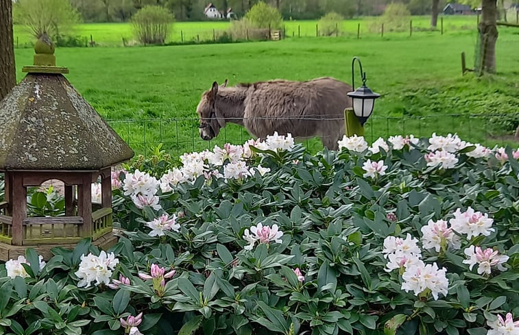 Natuurhuisje in de Lutte