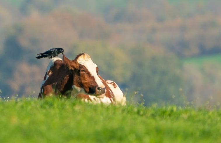 Natuurhuisje in Gulpen