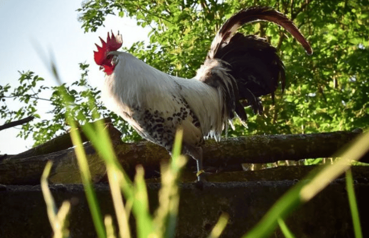 Natuurhuisje in Diepenheim