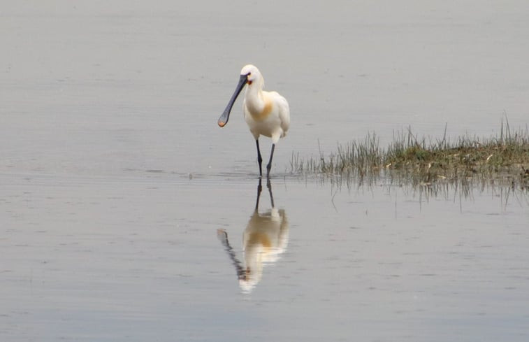 Natuurhuisje in Neer / Roermond