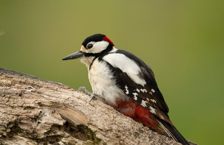 Natuurhuisje in Tailles