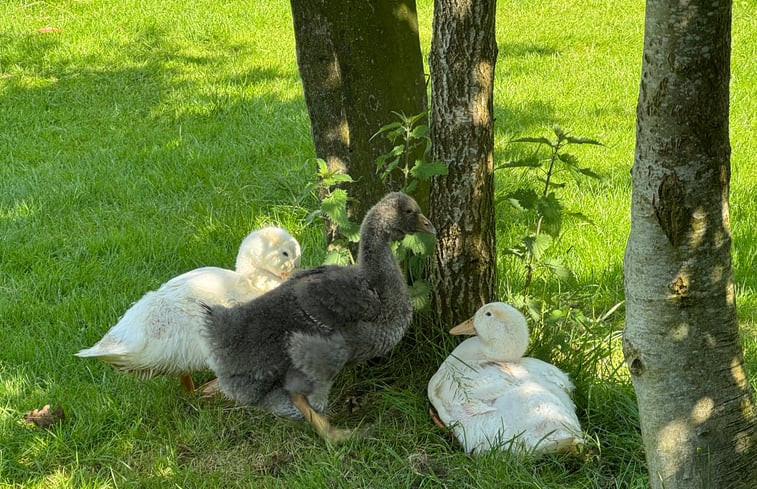 Natuurhuisje in Koekange