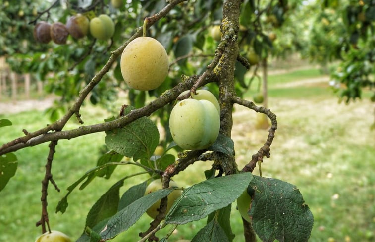 Natuurhuisje in Andelst