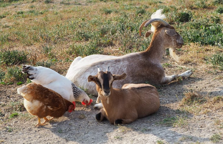 Natuurhuisje in Sassoferrato