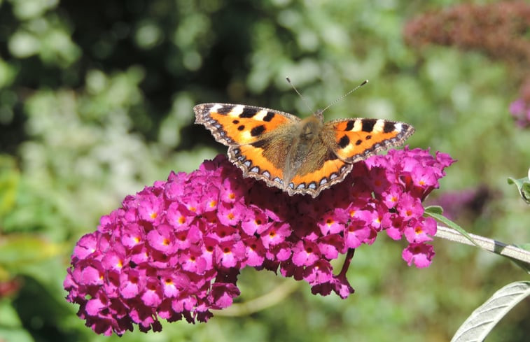 Natuurhuisje in Oosterend Terschelling