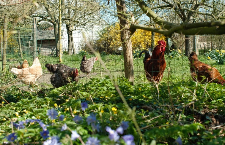 Natuurhuisje in Welden (Oudenaarde)